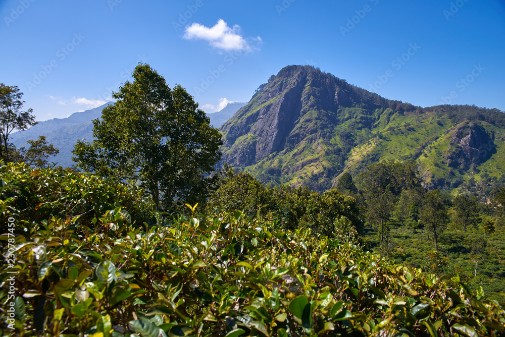  landscape with tea plantations and The Ella Rock   in Sri Lanka