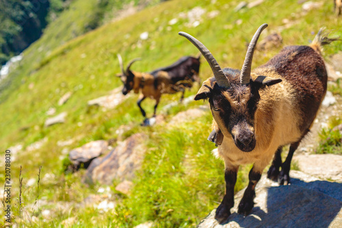 Bergziege ganz nah