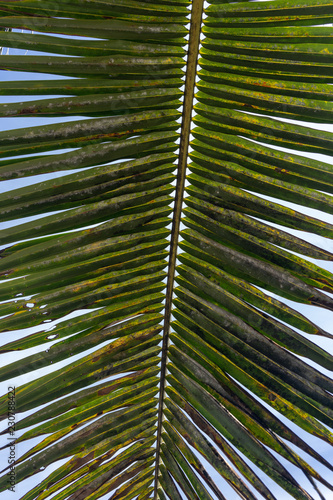 Palm Tree