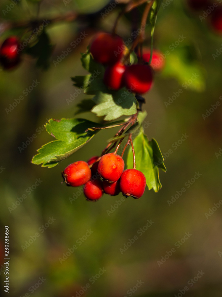 Red berries of the hawthorn grow on the branches. Hawthorn autumn berries.Crataegus monogyna. Red berries of the hawthorn grow on the branches. Hawthorn autumn berries.Crataegus monogyna.