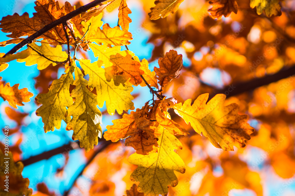 Obraz premium Oak's branches with beautiful golden leaves and acorns. Selective focus. 