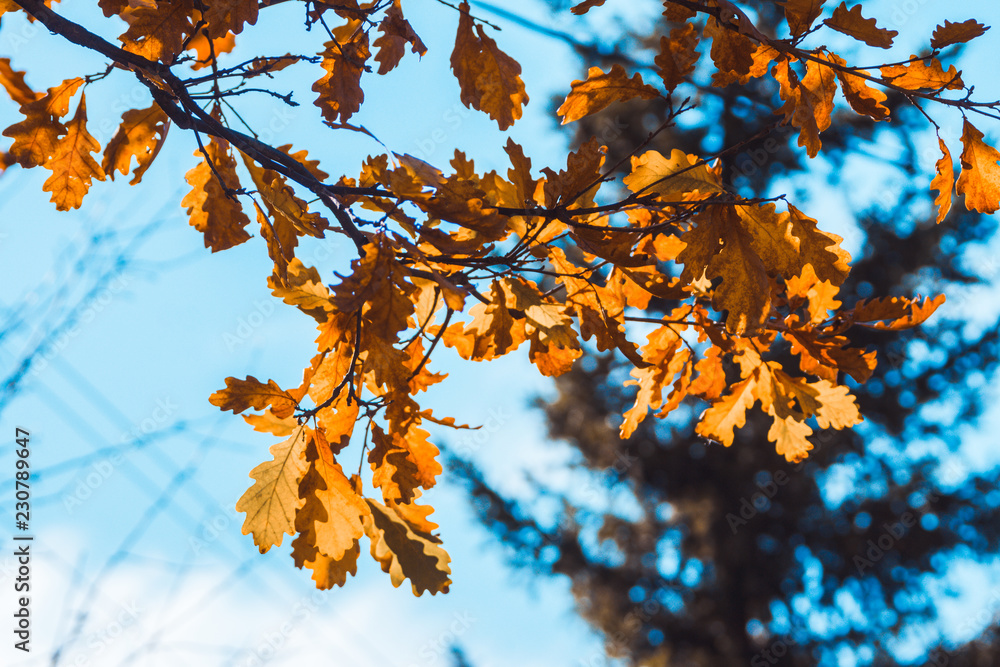 Oak's branches with beautiful golden leaves and acorns. Selective focus. Oak's branches with beautiful golden leaves and acorns. Selective focus.
