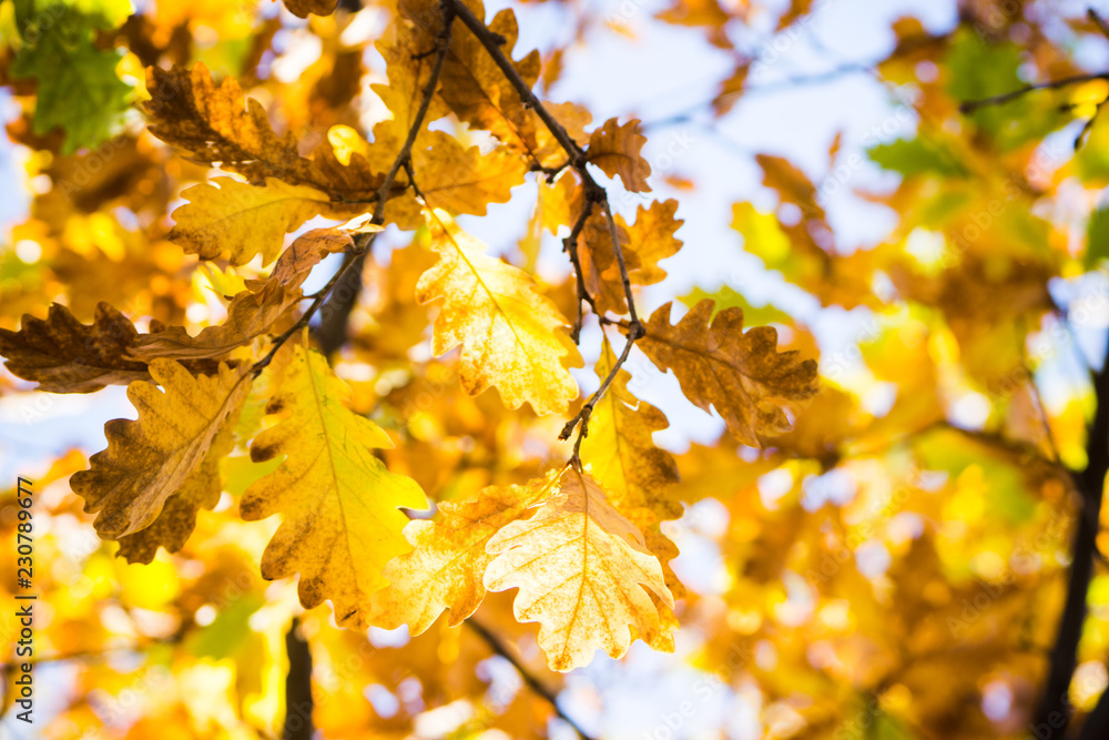 Oak's branches with beautiful golden leaves and acorns. Selective focus. Oak's branches with beautiful golden leaves and acorns. Selective focus.