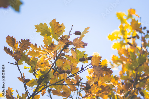Oak's branches with beautiful golden leaves and acorns. Selective focus. 