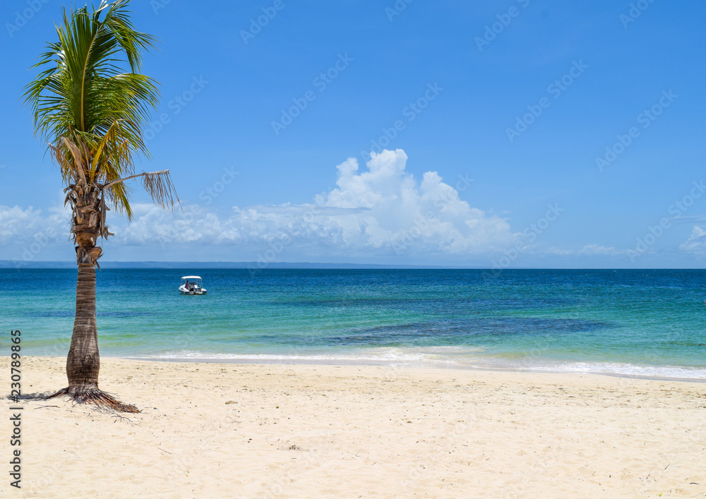 Beach with palm in front of turquoise ocean, caribbean sea, cayo levantado, boat on the ocean