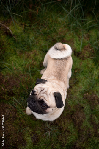 mops