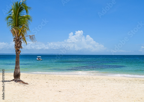 Beach with palm in front of turquoise ocean  caribbean sea  cayo levantado  boat on the ocean