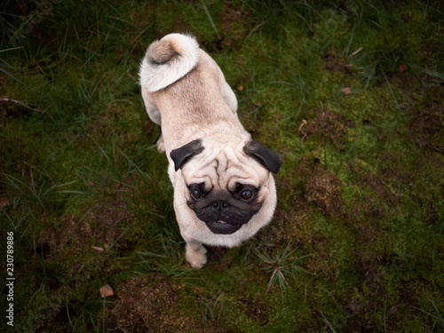 mops