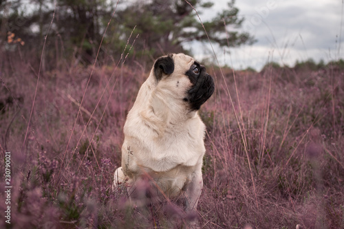 mops