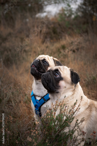 mops
