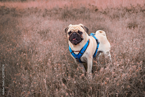 mops