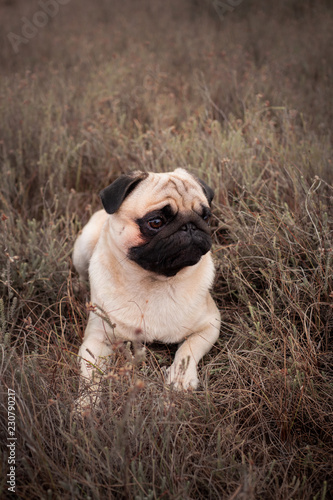 mops