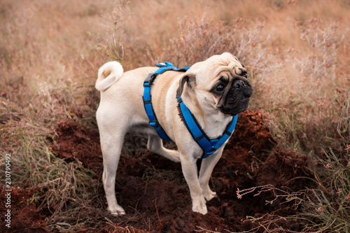 mops