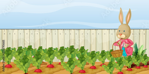A cute bunny collecting beetroot