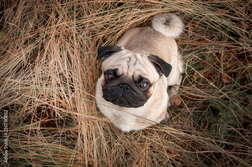mops
