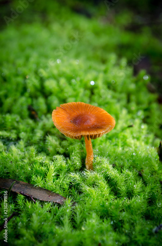 mushroom growing on moss