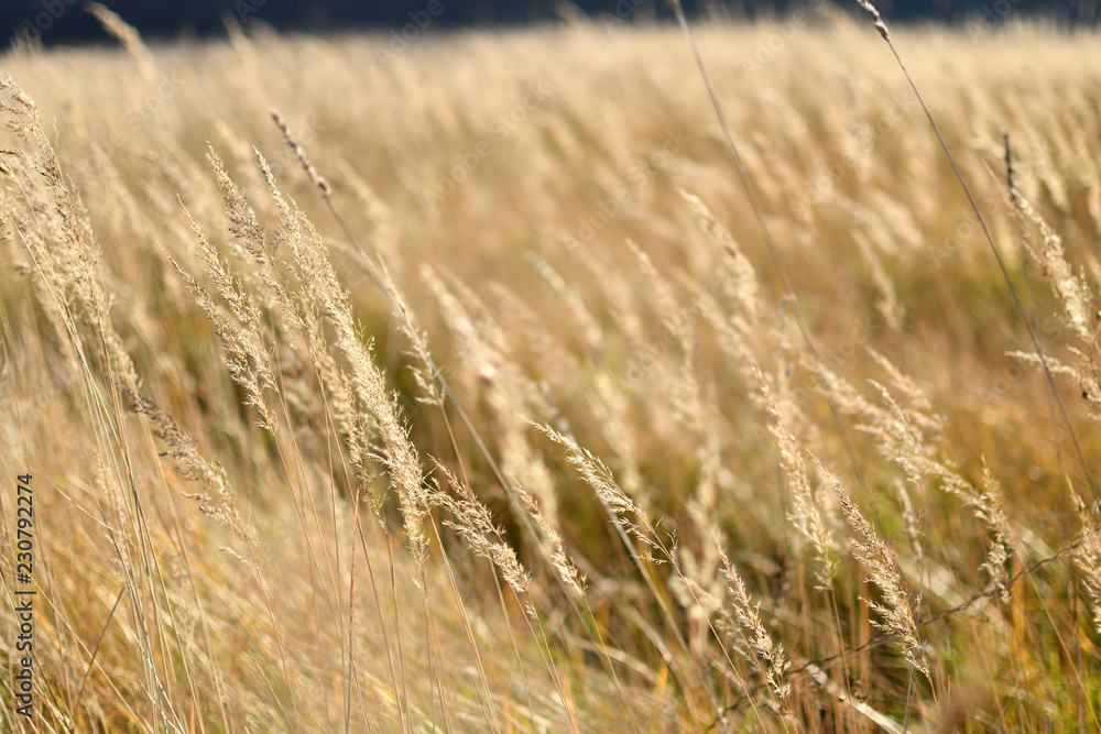 Fototapeta premium Field of spikelets.
