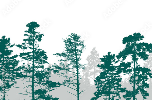 Realistic illustration of a green forest with coniferous trees with two layers and space for text, isolated on white background