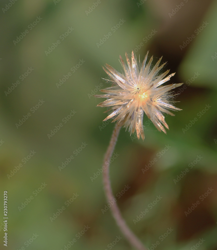 flower flower