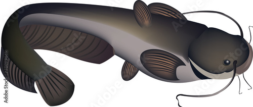 pesce importato predatore pesce gatto detto siluro