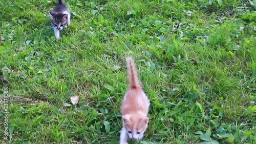 Two small cats are running in the grass. Cute kitten playing in the garden