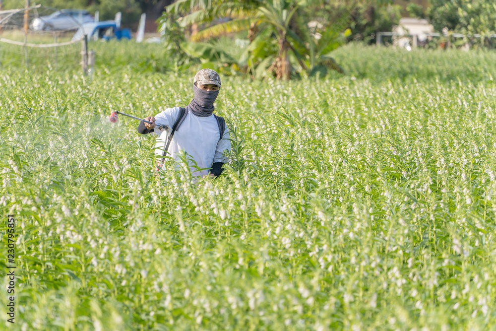 A young man farmer master is spraying pesticides (farm chemicals) on his own sesame field to prevent pests and plant diseases in the morning, close up, Xigang, Tainan, Taiwan A young man farmer master is spraying pesticides (farm chemicals) on his own sesame field to prevent pests and plant diseases in the morning, close up, Xigang, Tainan, Taiwan