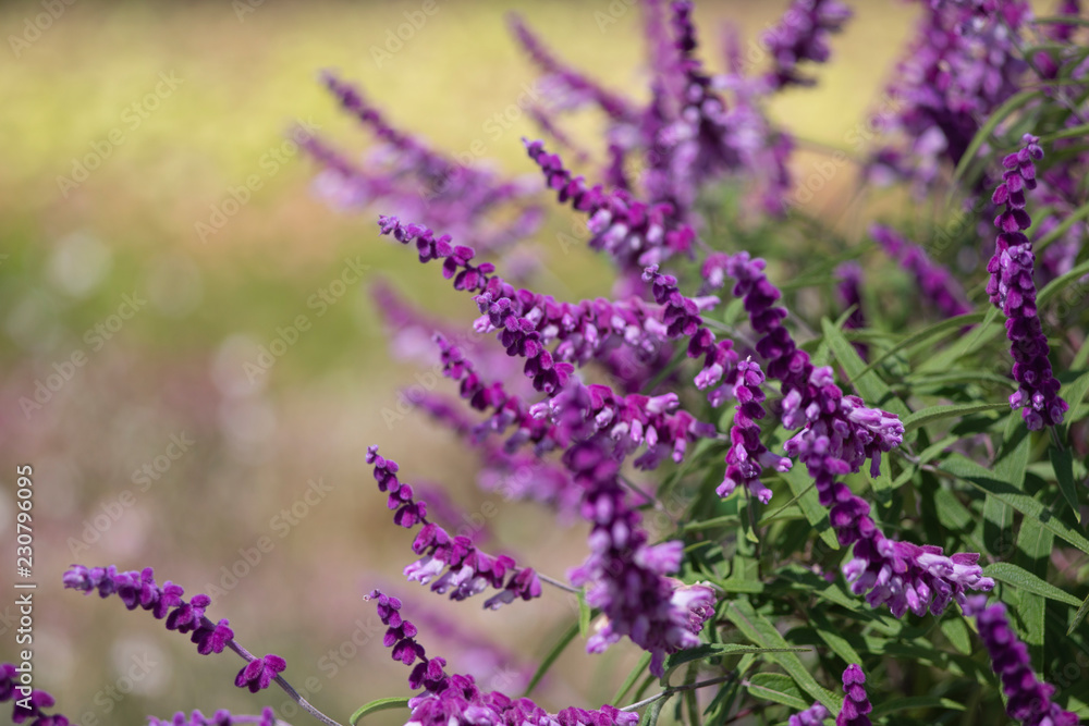 Naklejka premium オールドレンズで撮る秋の花