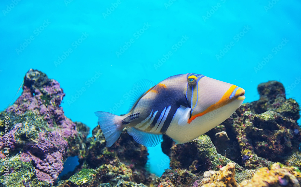 Lagoon triggerfish Clown triggerfish Lagoon triggerfish Clown triggerfish