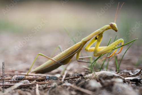 Praying Mantis Closeup image