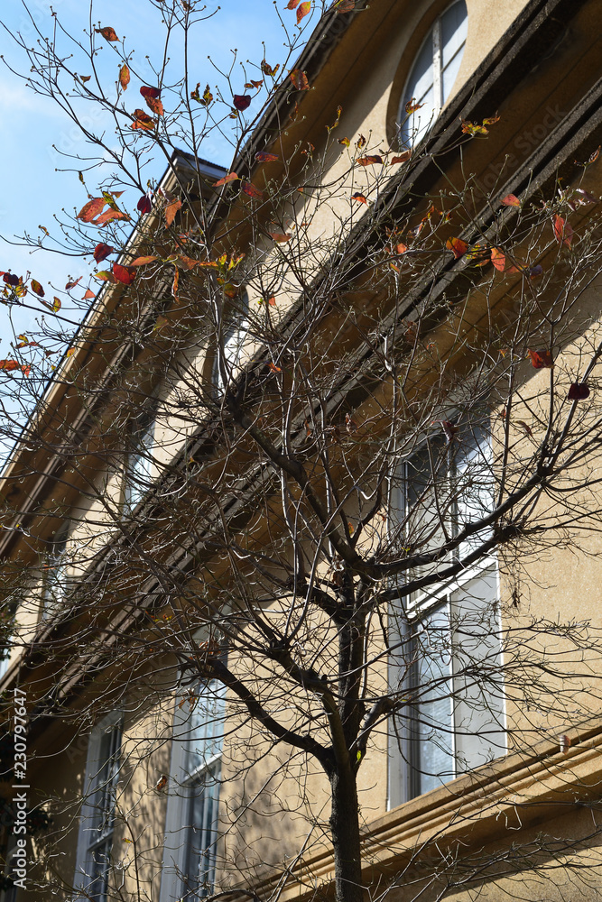 autumn red leaves