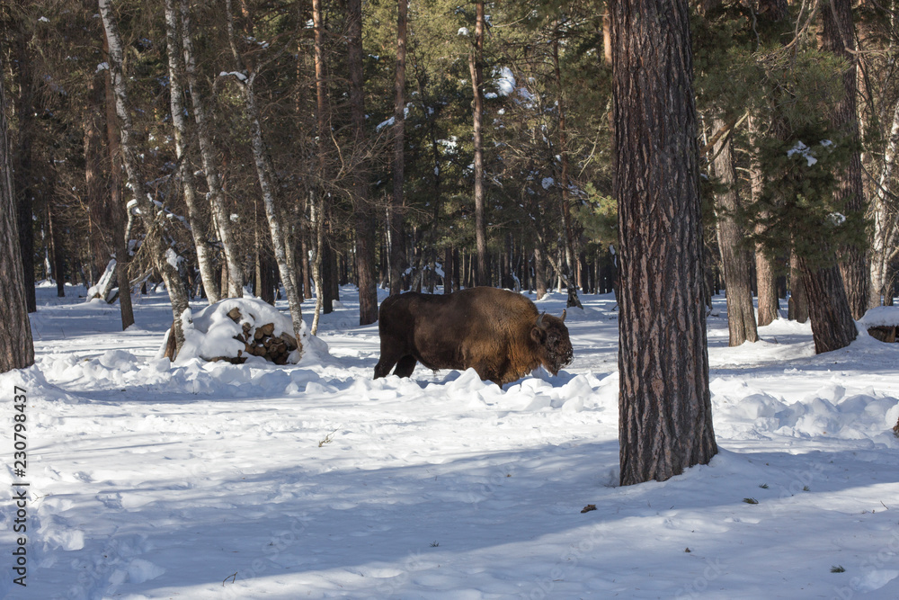 European bison in the winter forest. European bison in the winter forest.