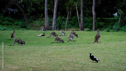 Kangaroos graze on grass in the shade. A native bird sings near them with many other birds singing around them in the Australian bush. Native Australian wildlife.