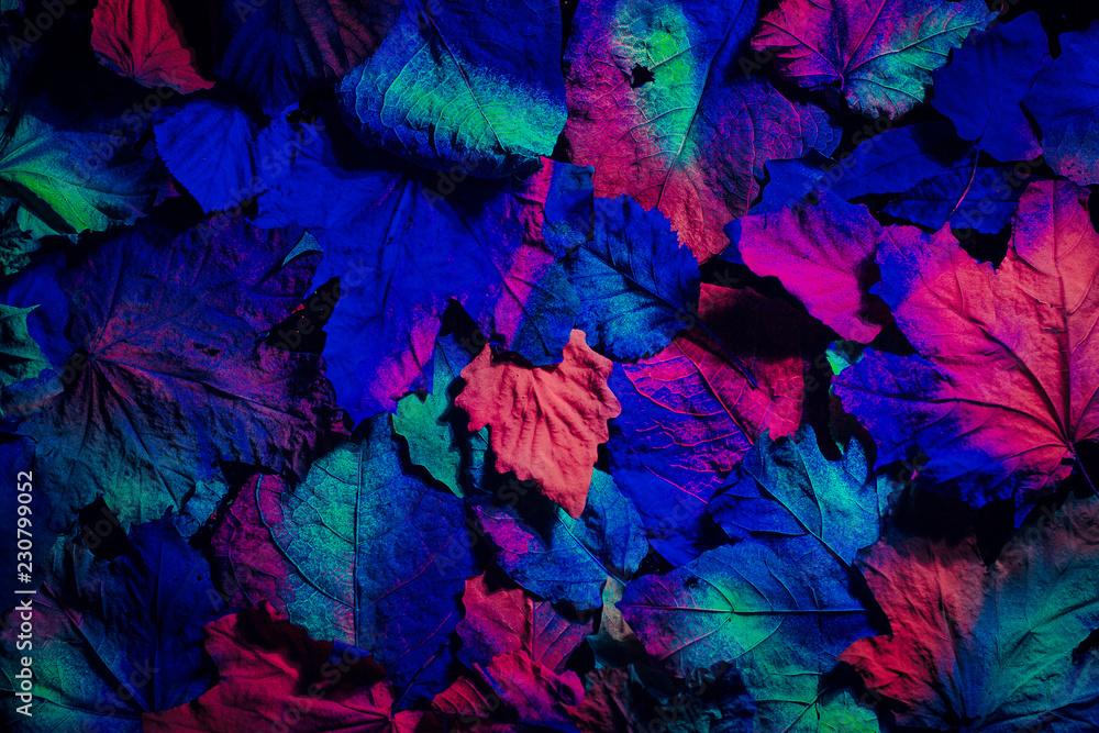 Abstract black background with autumn leaves under ultraviolet lights. Abstract black background with autumn leaves under ultraviolet lights.