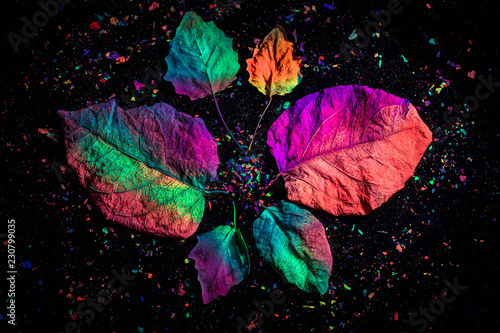 Billede på lærred Abstract black background with autumn leaves under ultraviolet lights