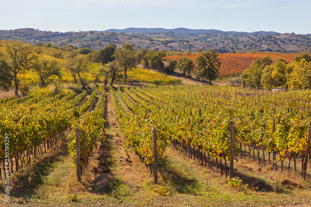 Picturesque Tuscany autumn landscape with yellow and orange vineyards and plowed fields, Italy