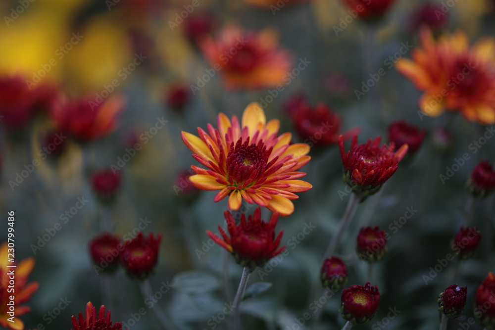 autumn flowers autumn flowers