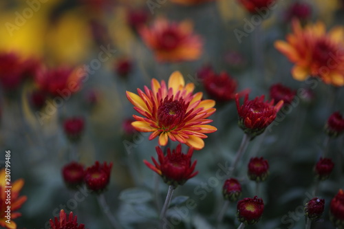 autumn flowers