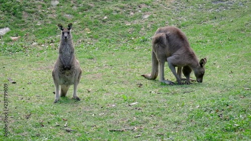 Two kangaroos leisurely graze on grass in Wombeyan Karst Conservation Reserve. Australian native wildlife.