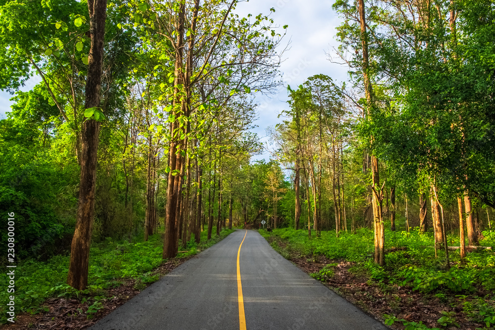 Road in Teak Forest Road in Teak Forest
