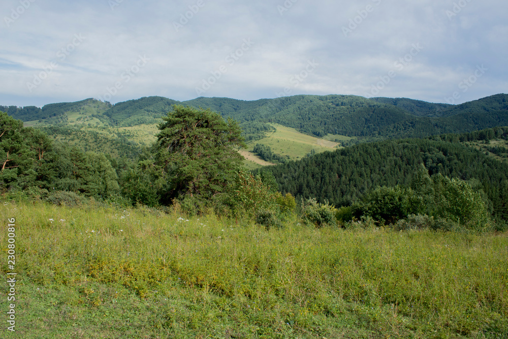 mountains and forest