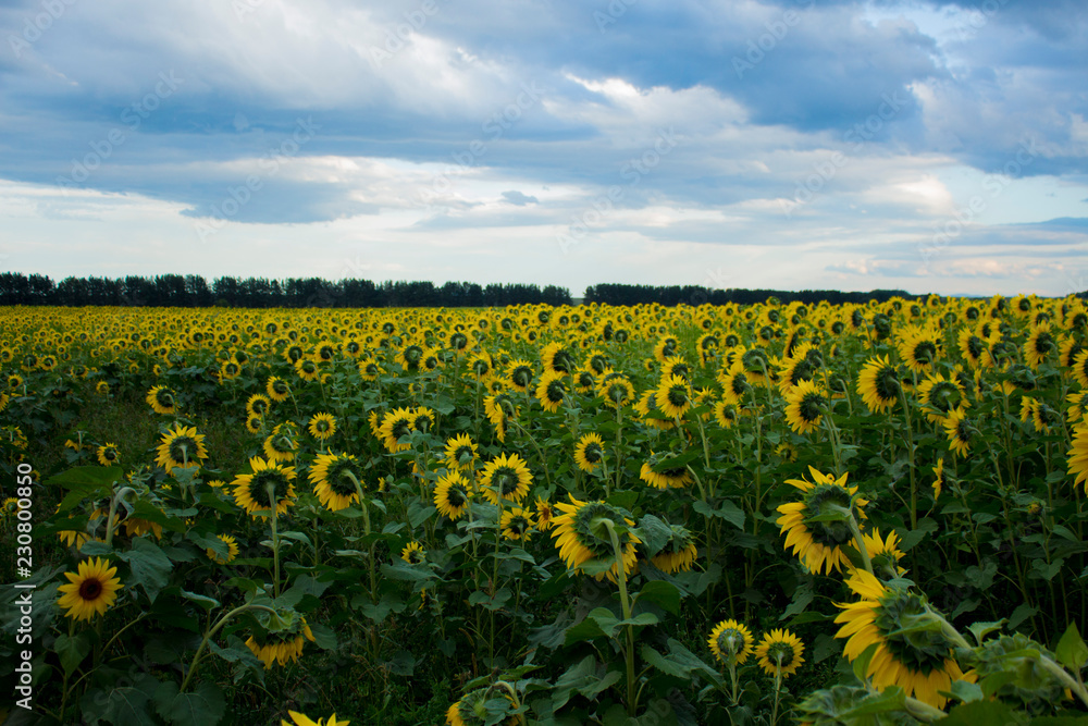 sunflower field of sunflowers