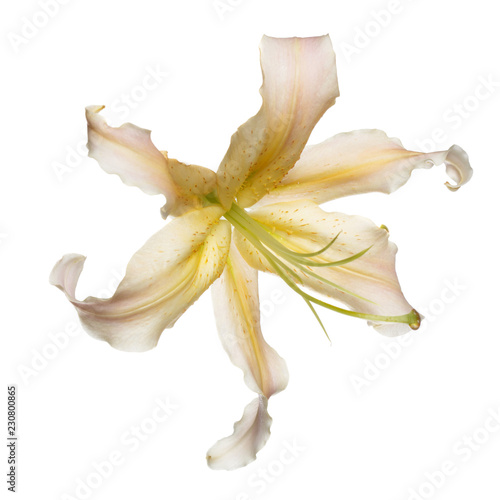 Peach blossom lily flower isolated on white background.