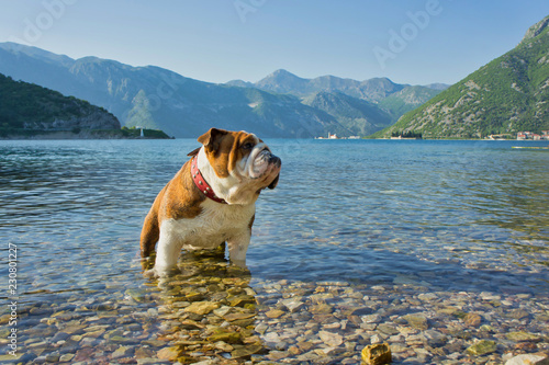 bulldog in the sea on a background of mountains