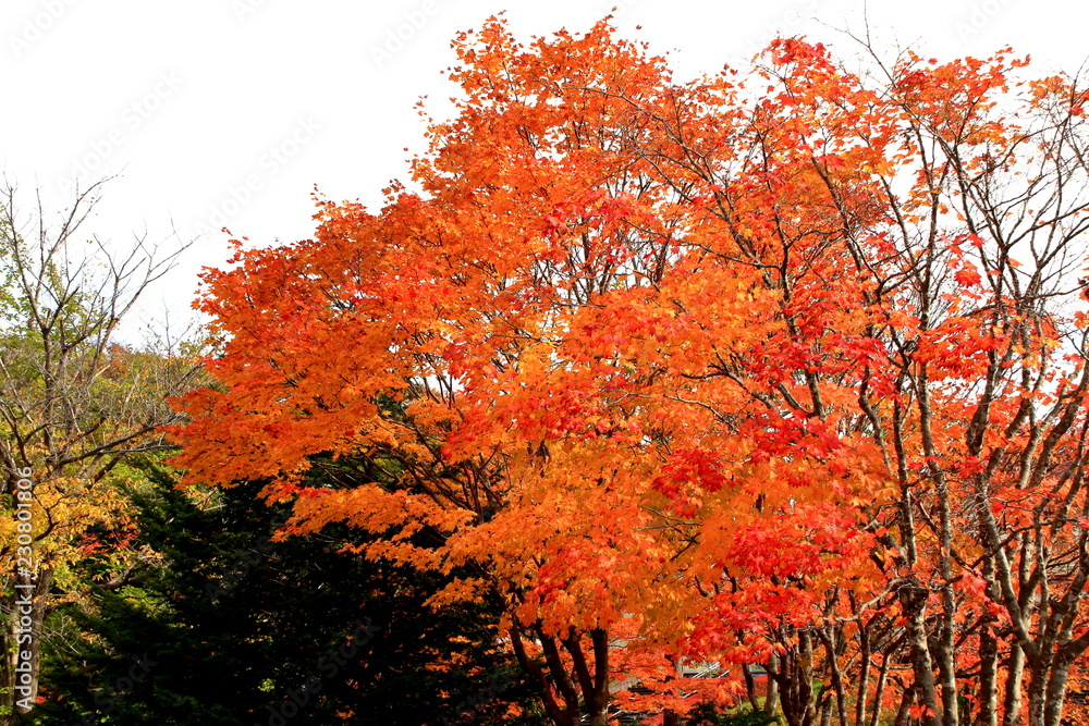 北海道、札幌の公園の秋の風景