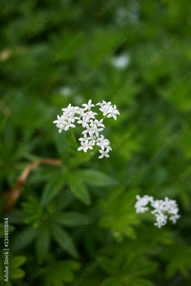 Galium odoratum
