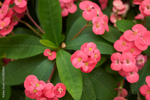 Wallpaper Mural Euphorbia milii Torontodigital.ca
