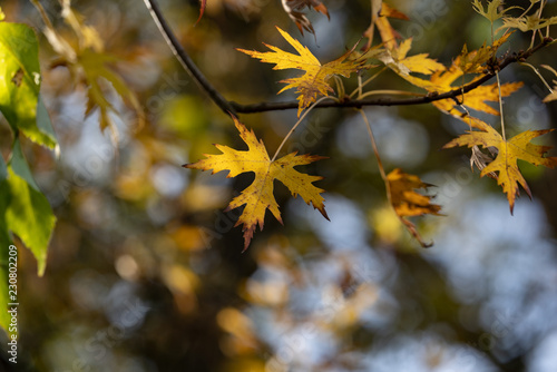 blätter herbst