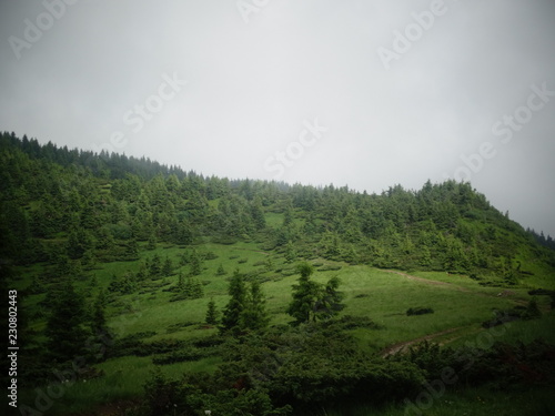 landscape with fog and trees