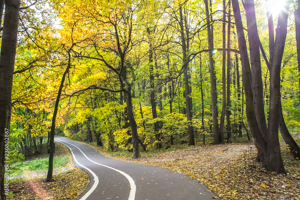 Fototapeta premium Walking golden autumn