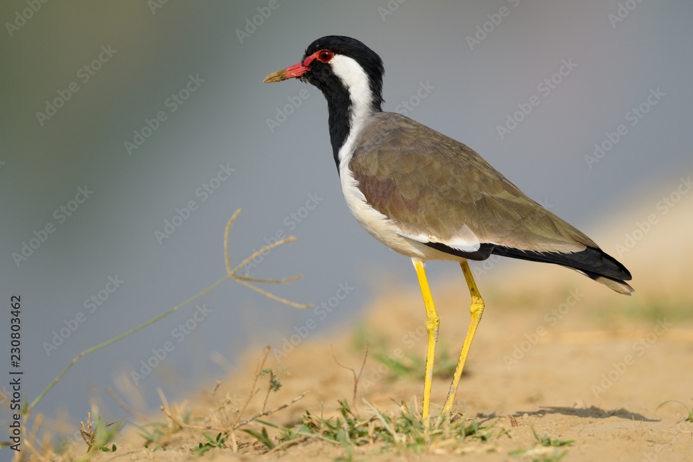 river tern bird , water bird on ground river tern bird , water bird on ground